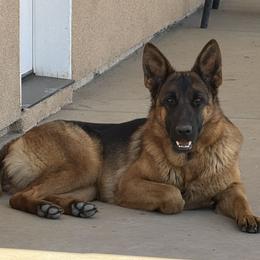 Catrina - German Shepherd