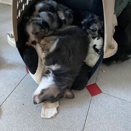 Australian Shepherd Puppies from BarberHof’s  Australian Shepherds