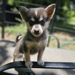 Pip - Blue male Pomsky puppy in Franklinton, Louisiana from VooDoux Farms