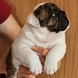 Female 2 - Red brindle and white female Bulldog puppy in Salina, Kansas from Big Pine Bulldogs
