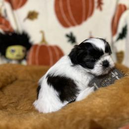 Shih Tzu Puppies from Lavender Lane Tzus