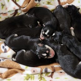 Siberian Huskies from Sapp Ranch