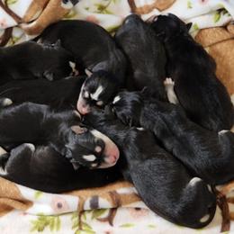 Siberian Huskies from Sapp Ranch