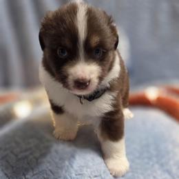 Black Collar - Red tri-color female Miniature American Shepherd puppy in Statesboro, Georgia from Azure Miniature American Shepherds