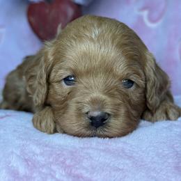 Cece - Red female Cavapoo puppy in Yuciapa, California from AlltheDoodlez_