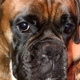 Boxers from Kindred Few Boxers