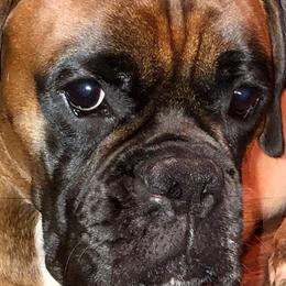 Boxers from Kindred Few Boxers