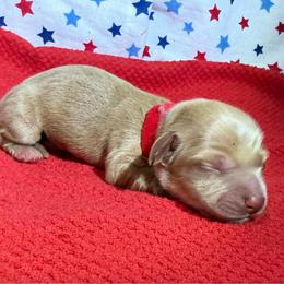 MWM2 cream or red - Cream male Dachshund puppy in Carthage, Texas from Rafter C Ranch Doxies
