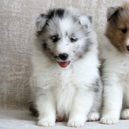 Shetland Sheepdogs from Fairbrook Shelties