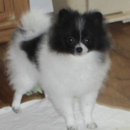 Lily - Pomeranian