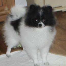 Lily - Pomeranian