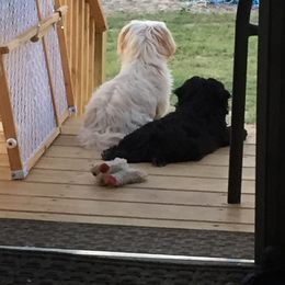 Shih Tzu Puppies from Sweet on Tzu