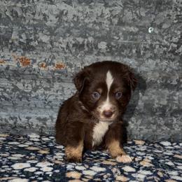 Beau - Red tri male Miniature Australian Shepherd puppy in Liberty, Mississippi from Liberty Oaks Aussies and Dachshunds