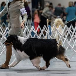 Australian Shepherds from Wilwood K9 Academy @ WWK9