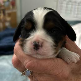 Astro - Tri-color male Cavalier King Charles Spaniel puppy in Oroville, California from Happy Tails Kennel