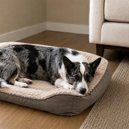 Nala - Blue merle and white female Cardigan Welsh Corgi puppy in Kerens, West Virginia from Leather & Lace