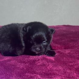 Rusty - Black male Pomeranian puppy in Kansas City, Missouri from S&K Pomeranians