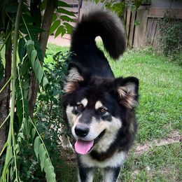Mia - Alaskan Malamute
