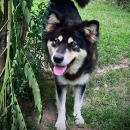 Mia - Alaskan Malamute