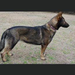 Mocha - German Shepherd