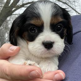 Belle - Tri-color female Cavalier King Charles Spaniel puppy in Wilton, California from Becky's Cavalier King Charles Spaniels