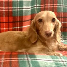 Breeze - Dachshund
