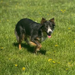 Border Collie puppies from 3-Ring Farms