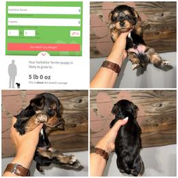 Milo - Black and gold male Yorkshire Terrier puppy in Cleveland, Tennessee from Moody’s Morkies and More