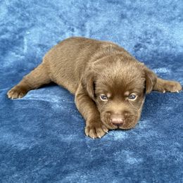 5th born - Chocolate male Labrador Retriever puppy in Antwerp, Ohio from Clark’s Loyal Labradors