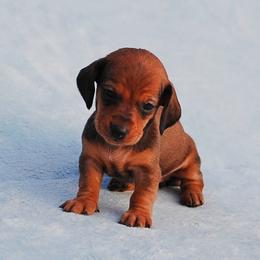 AKC Brandy - Red female Dachshund puppy in Billings, Missouri from Bundles of Joy