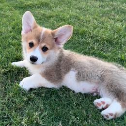 Pembroke Welsh Corgi Puppies from Kalypso Corgis
