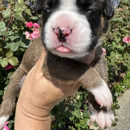 Boxer Puppies from Sweet Carolinas Boxer Babies
