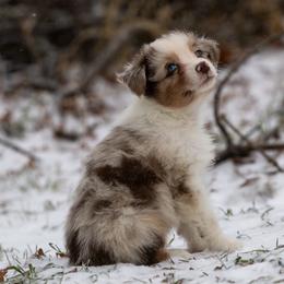 Summit - Red merle male Australian Shepherd puppy in Granbury, Texas from Texas Miniature Aussies