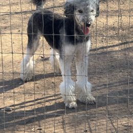Kane - Poodle