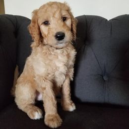 Goldendoodles from Jenny's Goldendoodles