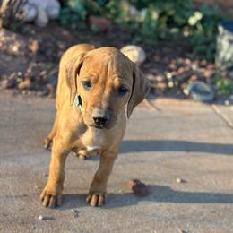 Sadie - Lt whtn blk nose female Rhodesian Ridgeback puppy in Carney, Oklahoma from River Run Parson Russell terriers & River Run Ridgebacks