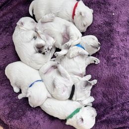 West Highland White Terrier Puppies from Treasure Valley Idaho Westies
