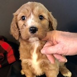 Goldendoodles from Cindy Totten