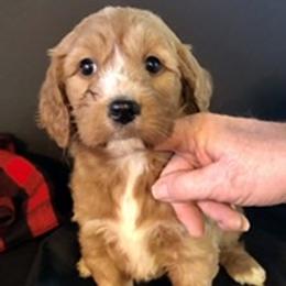 Goldendoodles from Cindy Totten