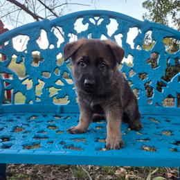 Grace - Sable female German Shepherd puppy in Cave City, Arkansas from Bayou Valley Shepherds and American Hunt Terriers
