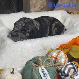 Blue Collar - Merle male Goldendoodle puppy in Sanderson, Florida from Serenity Goldendoodles