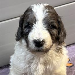 Zeke - male Newfypoo puppy in San Antonio, Texas from Mammoth Doodles