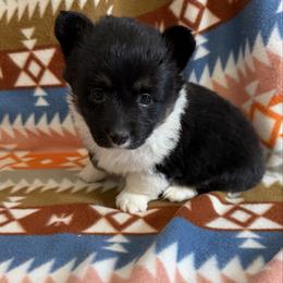 Joy - Black and tan female Pembroke Welsh Corgi puppy in Bloomfield, Iowa from Beebe’s Corgis