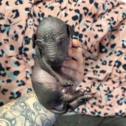 Jumanji - Black male Xoloitzcuintli puppy in Manitowoc, Wisconsin from Wonderland Kennel