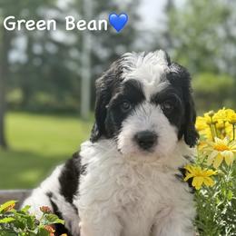Green Bean - Tri-color male Bernedoodle puppy in Lancaster, Minnesota from Richardville Hunde
