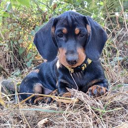 Dachshund Puppies from Von Stutts Tracking Teckels