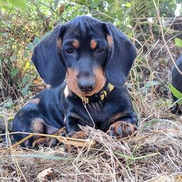 Dachshund Puppies from Von Stutts Tracking Teckels