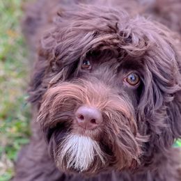 Josie - Australian Labradoodle