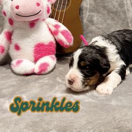 Sprinkles - Tri-color female Bernedoodle puppy in Boiling Springs, South Carolina from OlliePups, LLC