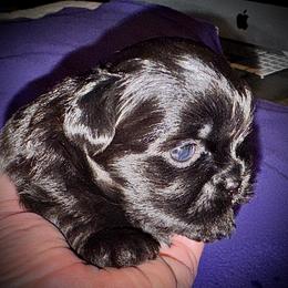 Solid Black Female - Pepper - Black female Shih Tzu puppy in North Central Oregon, Oregon from T-Amore Shih Tzu